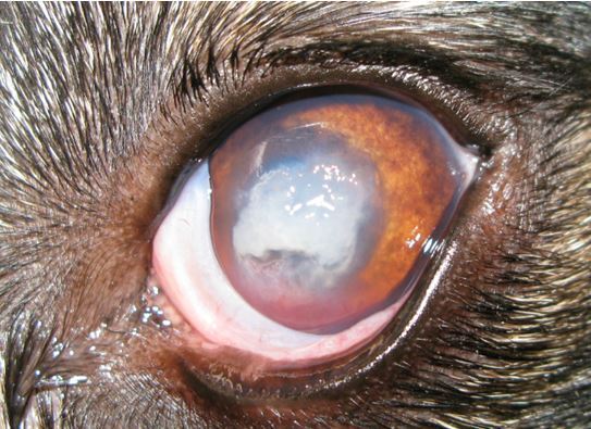 The left eye a week later